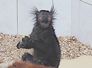 lemur